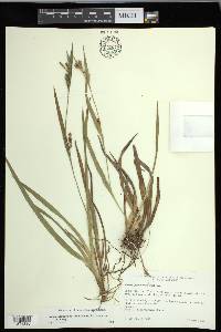 Carex glaucodea image