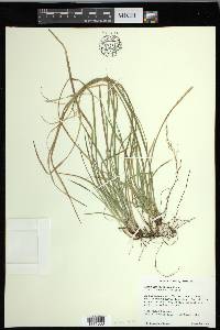 Carex gracilescens image