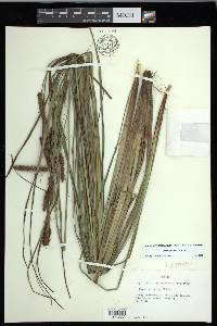 Carex glaucescens image