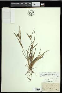 Carex glaucodea image