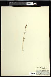 Carex glareosa image