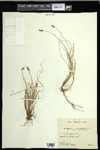 Carex glareosa image