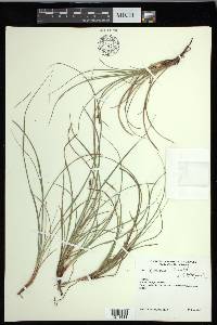 Carex xerophila image