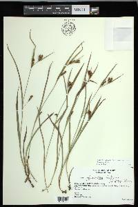 Carex glaucodea image