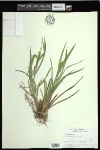 Carex glaucodea image