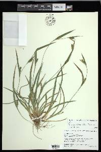 Carex glaucodea image