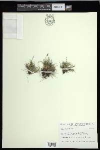 Carex glacialis image