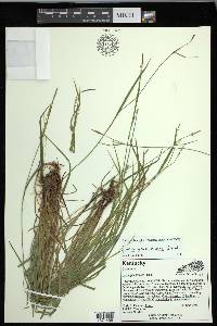 Carex gracilescens image