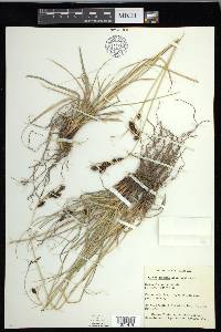 Carex gmelinii image