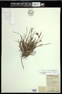 Carex glaucodea image