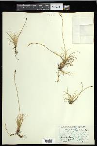 Carex glacialis image