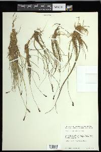 Carex glareosa image