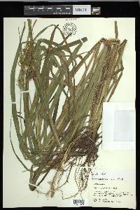 Carex gigantea image