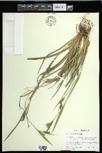 Carex glaucodea image