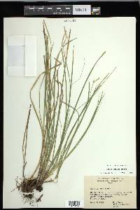 Carex geyeri image