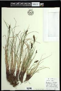 Carex gmelinii image
