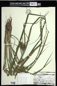 Carex gigantea image