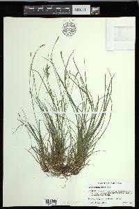 Carex gracilescens image