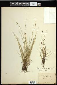 Carex glareosa image