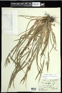 Carex glaucodea image