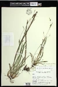 Carex gholsonii image