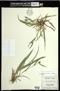 Carex glaucodea image