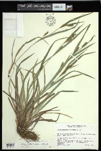 Carex glaucodea image