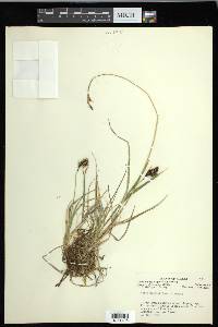 Carex gmelinii image