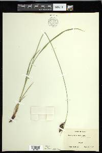 Carex gmelinii image