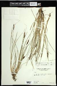 Carex glareosa image