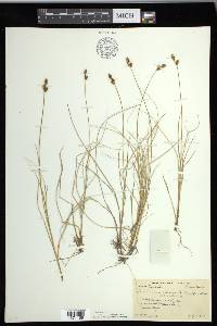 Carex glareosa image