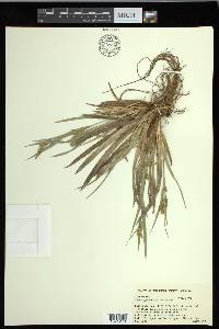 Carex glaucodea image