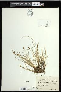 Carex glareosa image