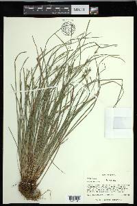 Carex godfreyi image