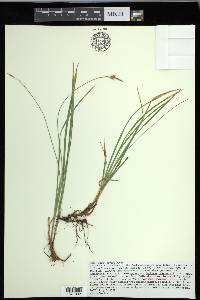 Carex geyeri image