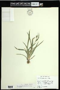 Carex glaucodea image