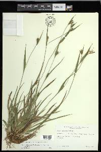 Carex glaucodea image