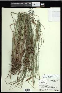 Carex glaucescens image