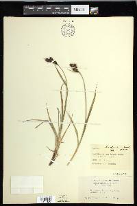 Carex gmelinii image