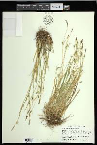 Carex gracilescens image