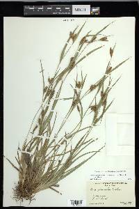 Carex glaucodea image