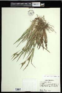 Carex glaucodea image