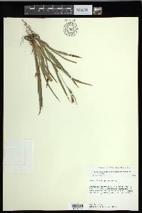 Carex glaucodea image