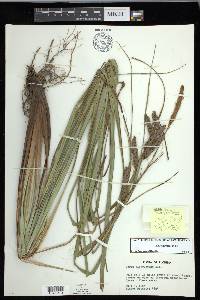 Carex glaucescens image