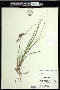 Carex glaucescens image