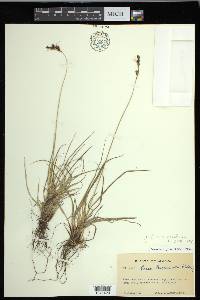 Carex gmelinii image