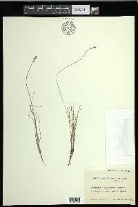 Carex glareosa image