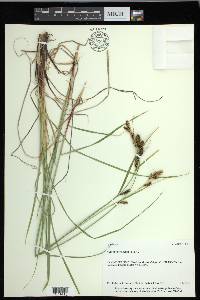 Carex gmelinii image