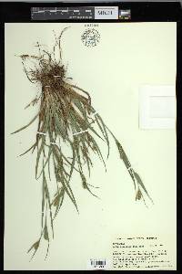 Carex glaucodea image