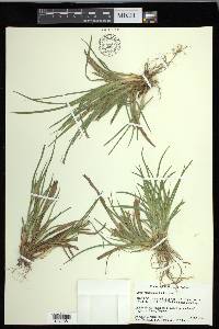 Carex glaucodea image